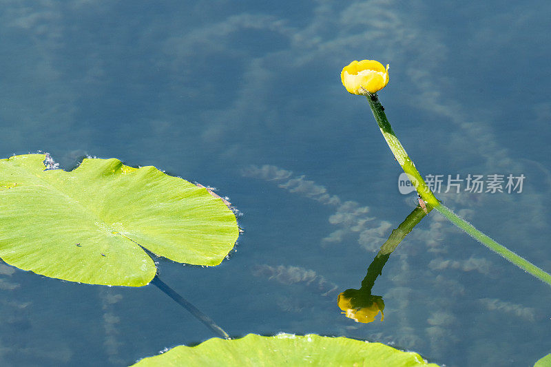 德国，Baden-Württemberg, Au a. Rhein，睡莲(睡莲)，黄池玫瑰，黄池Mummel, Mummel, Teichmummel或Teichkandel， (Nuphar luteum)。